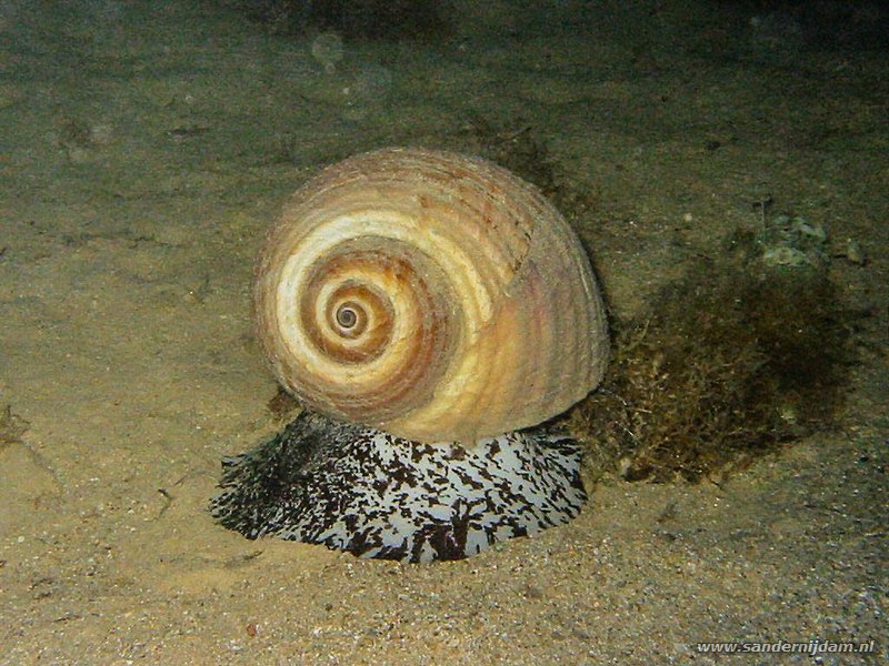 Licht en schaduw vanuit de grot, Blue Hole, Gozo-Malta, juni 2004