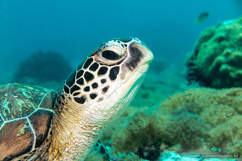 Soepschildpad, , Komodo NP, Indonesia, juli 2015Green sea turtle (Chelonia mydas), Siauba Besai