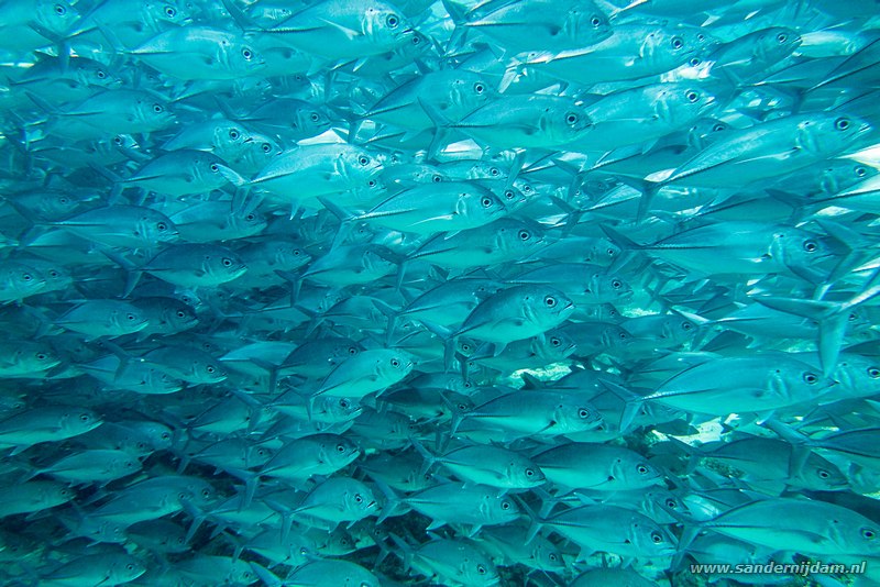 Grootoogmakrelen, , Barracuda Point, Pulau Sipadan, Malaysia, augustus 2014Bigeye trevallies (Caranx sexfasciatus)