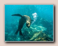 Zalophus wollebaeki in Gardner bay, Espanola eiland, Galapagos-eilanden