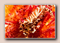 , Komodo NP, Indonesia, juli 2015