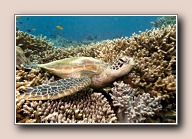 , South Point, Pulau Sipadan, Malaysia, augustus 2014