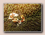 Neopetrolisthes maculatus, Johnsons, Bunaken NP