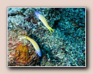 Hoplolatilus starcki, Mikes point, Bunaken NP