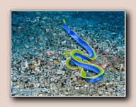 Rhinomuraena quaesita , Makawide, Straat van Lembeh
