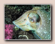 Sepia pharaonis, Richelieu Rock, Thailand, november 2006