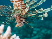 Common lionfish