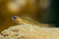 Peppermint Goby