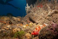 Madeira rockfish