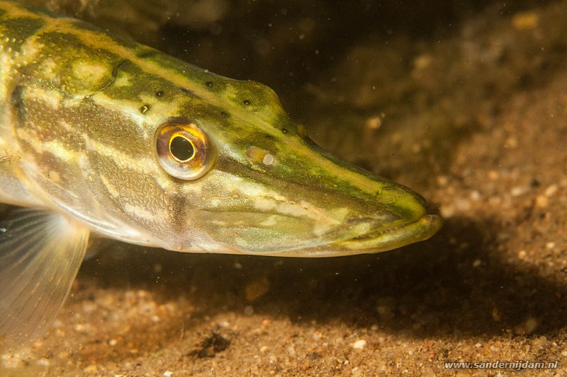 Snoek, Esox lucius, Tijningenplas, Nederland, juli 2010