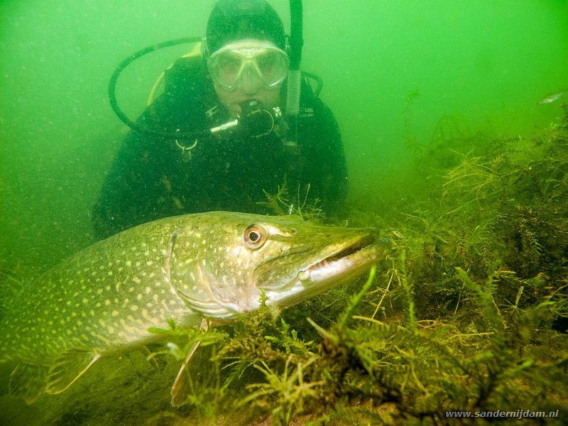Chris met snoek, Esox lucius, Tijningenplas, Nederland, augustus 2013