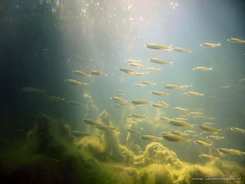 Zwemmen in de zon, Tijningenplas, Nederland, juli 2003