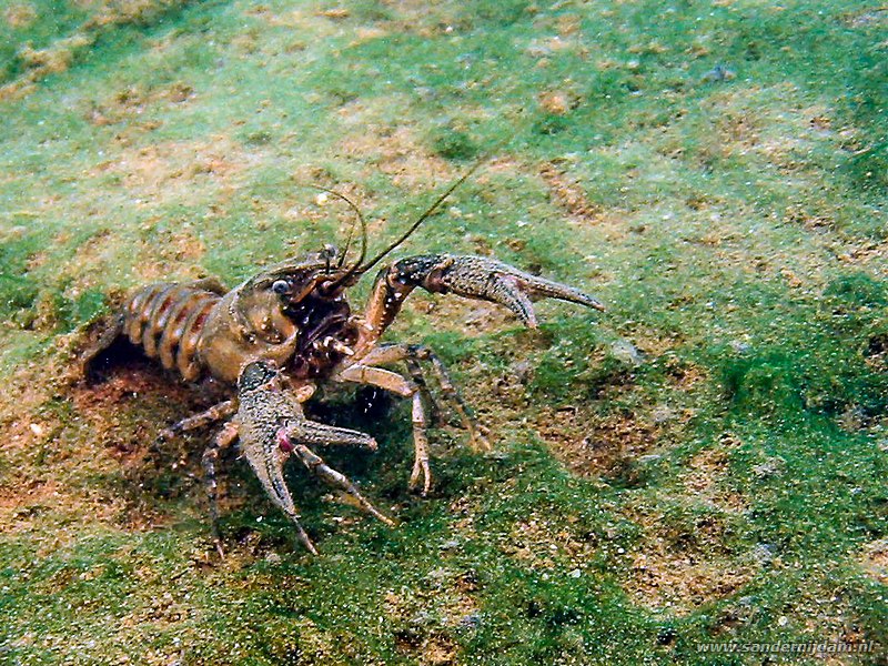 Gevlekte Amerikaanse Rivierkreeft, Orconectus limosus, Tijningenplas, Nederland, augustus 2003