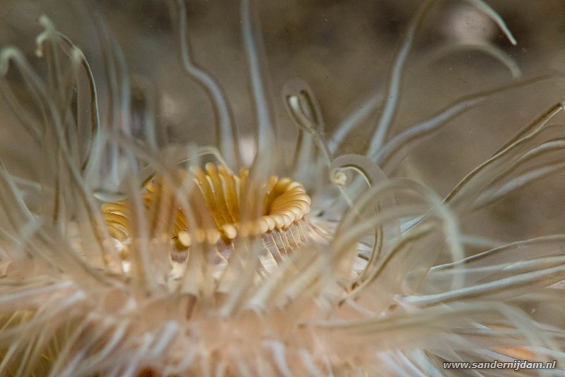 Weduweroosje, Sagartiogeton undatus, Scharendijke, Nederland, mei 2015