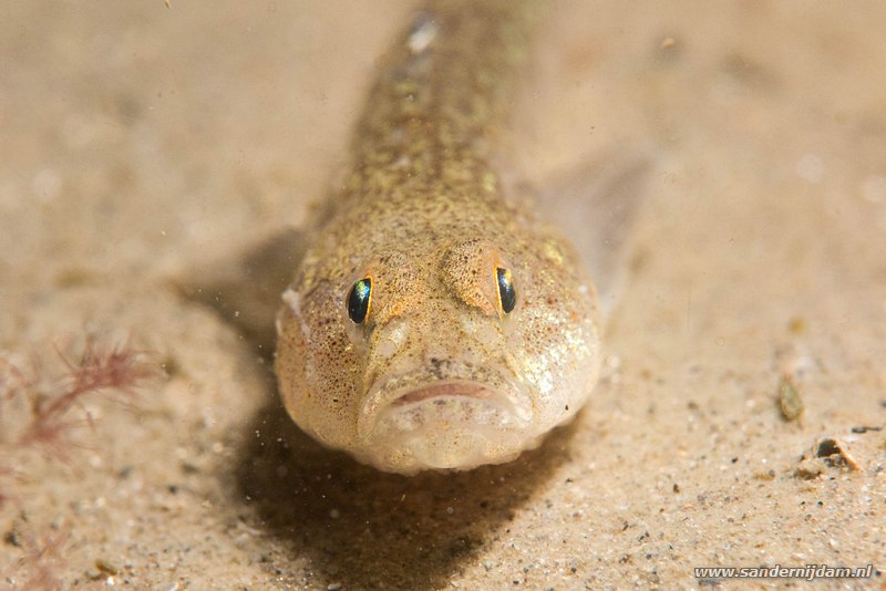 Blonde grondel, Gobiusculus flavescens, Scharendijke, Nederland, mei 2015