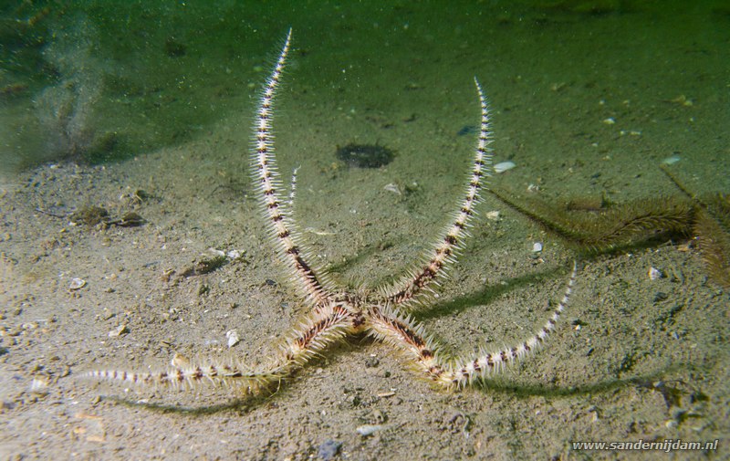 Brokkelster, Ophiothrix fragilis, Zeelandbrug, 9-10-2008