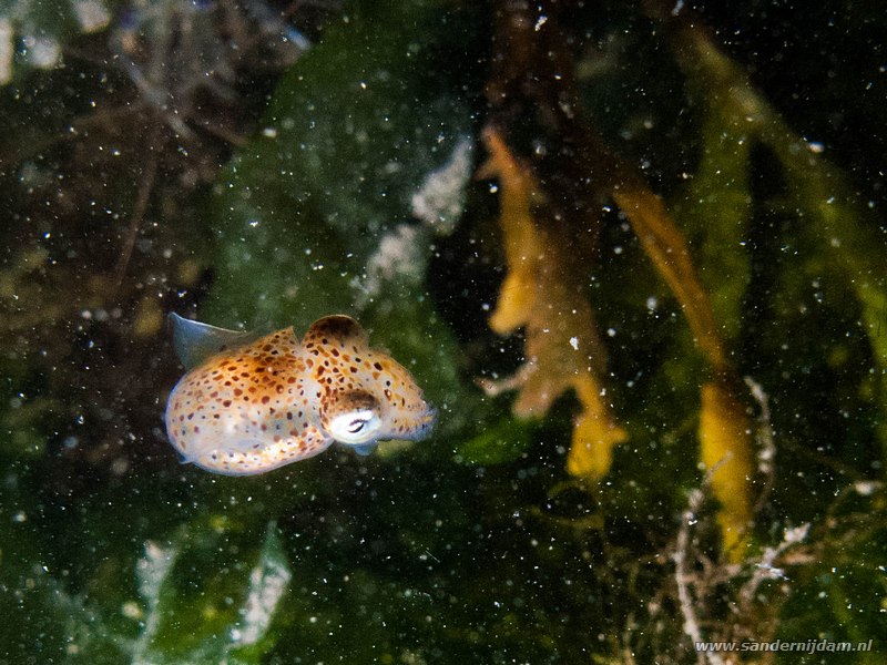 Sepiola, Sepiola atlantica, Scharendijke, Nederland, mei 2009