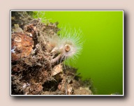 Metridium senile, Scharendijke, Nederland, mei 2013