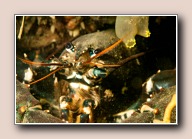 Homarus gammarus, Scharendijke, Nederland, mei 2010