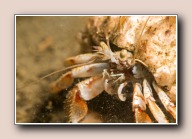 Pagurus bernhardus, Scharendijke, Nederland, mei 2015