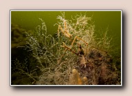 Macropodia rostrata, Scharendijke, Nederland, mei 2016