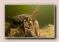 Homarus gammarus, Scharendijke, Nederland, mei 2016