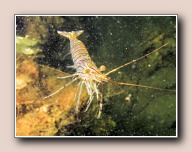 Palaemon sarratus, Scharendijke, Nederland, juni 2007