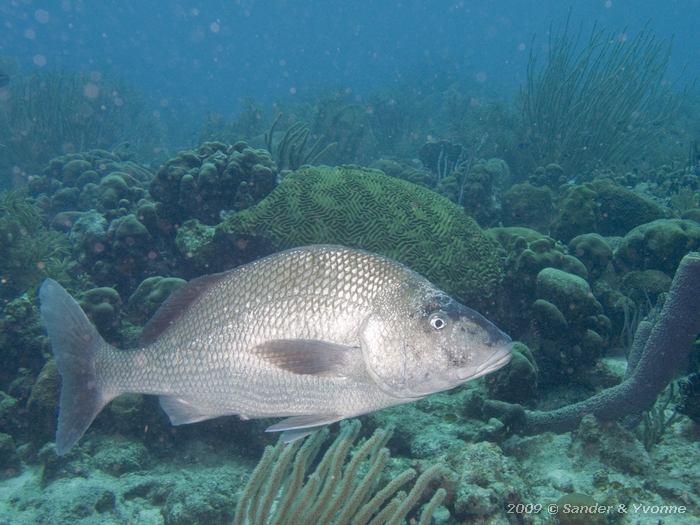 Margate (Haemulon album), House reef Bel Mar North, Bonaire
