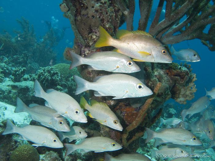 Schoolmasters (Lutjanus apodus) and Mahogany Snappers (Lutjanus mahogoni), House reef Bel Mar North, Bonaire