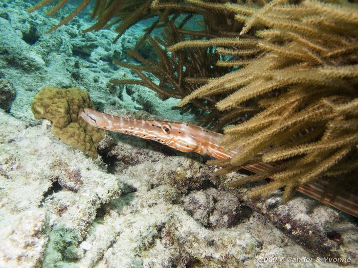 Trumpetfish (Aulostomus maculatus), House reef Bel Mar North, Bonaire