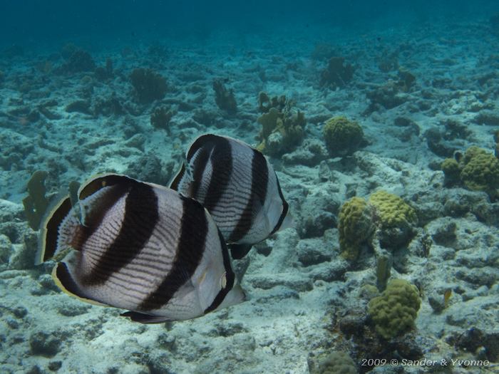 Banded butterflyfish (Chaetodon striatus), House reef Bel Mar North, Bonaire