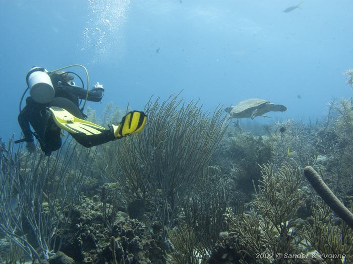 Yvonne with Hawksbill Turtle (Eretmochelys imbriocota), Margate bay, Bonaire