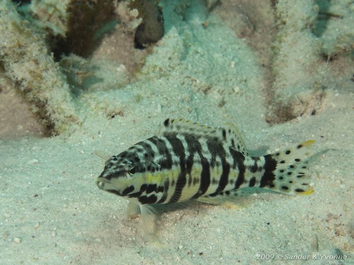 Harlequin bass (Serranus tigrinus), Margate bay, Bonaire