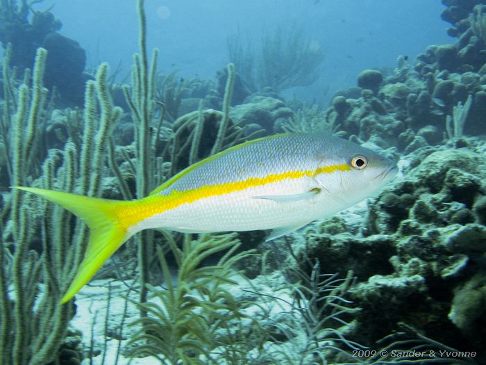 Yellowtail Snapper (Ocyurus chrysurus), Margate bay, Bonaire