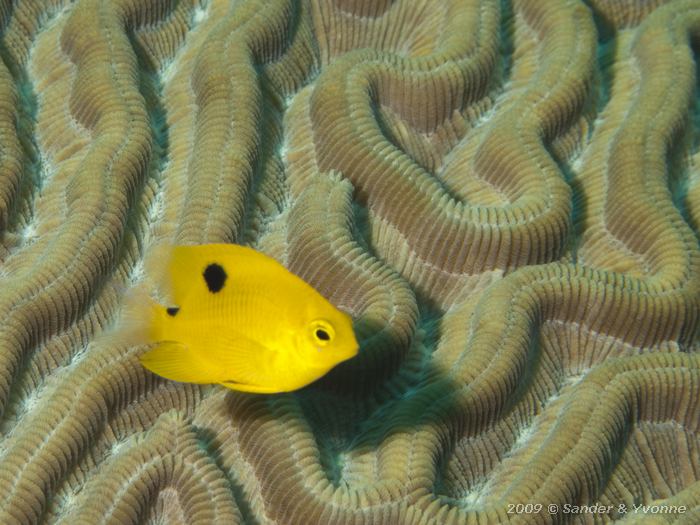 Treespot Damselfish (Stegastes planifrons) above Grooved Brain Coral (Diploria labyrinthiformis), Oil Slick Leap, Bonaire