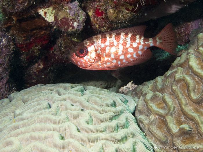 Glasseye Snapper (Heteropriacanthus cruentatus), Tolo, Bonaire