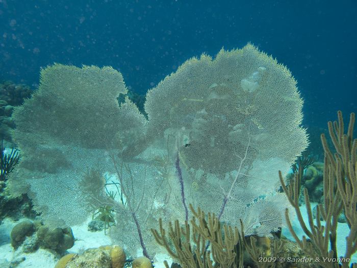 Tako Jan behind Venus Sea Fan (Gorgonia flabellum), Tolo, Bonaire