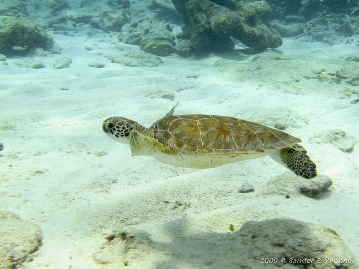 Young Green Turtle (Chelonia mydas), Karpata, Bonaire