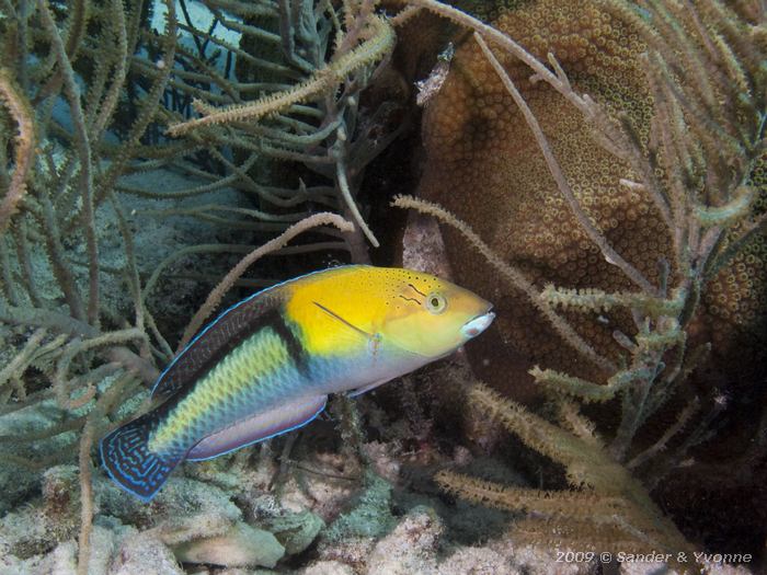 Yellowhead Wrasse (Halichoeres garnoti), Red Beryl, Bonaire
