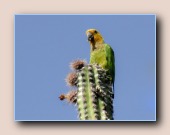 Bonaire parkiet