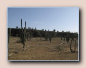 Cactuslandschap