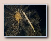 Trompetvis voor medusahoofd
