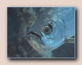 Tarpon