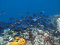Blauwe doktersvissen