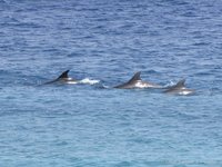 Common bottlenose dolphin