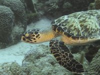 Karetschildpad