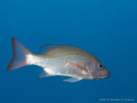 Mahonie snapper