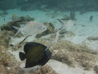 Franse keizersvis en palometa