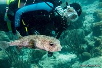 Dorie met gestippelde egelvis