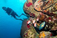 Sigrid met prinses papegaaivis en caribische soldatenvissen